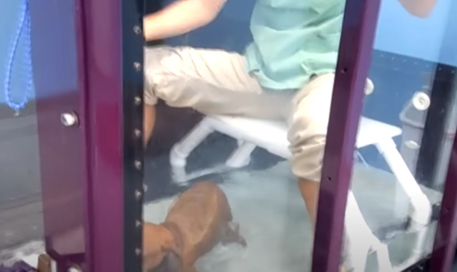 A dog on an underwater treadmill at Tampa Bay K-9 Rehabilitation Center